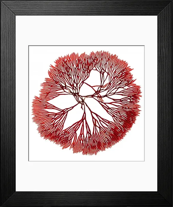 Framed Print : Scinaia forcellata, seaweed Framed Print : Scinaia forcellata, seaweed