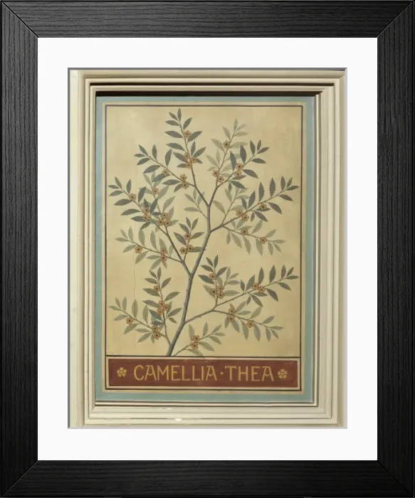 Framed Print : Camellia thea, tea Framed Print : Camellia thea, tea