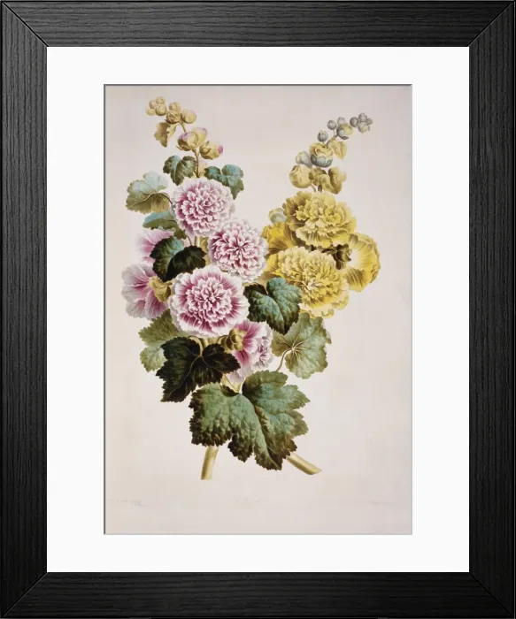 Framed Print : Alcea rosea, hollyhock Framed Print : Alcea rosea, hollyhock