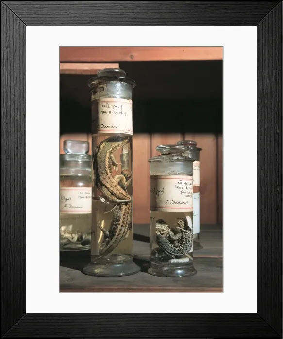 Framed Print : Zoological specimens in the Spirit Building Framed Print : Zoological specimens in the Spirit Building