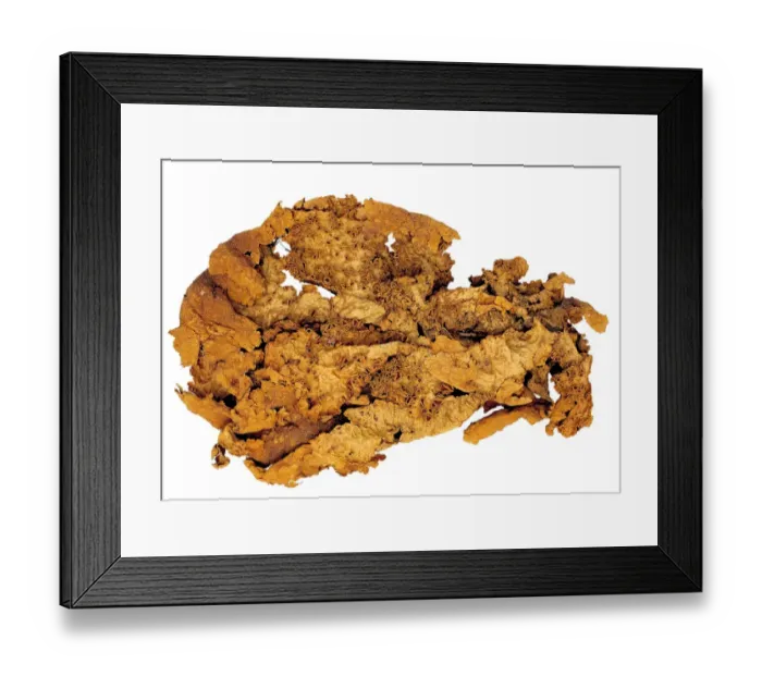 Framed Print : Sticta sp. lichen Framed Print : Sticta sp. lichen