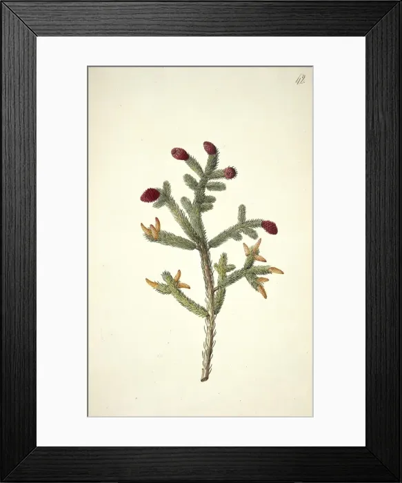 Framed Print : Picea glauca (Moench. ) Voss. white spruce Framed Print : Picea glauca (Moench. ) Voss. white spruce