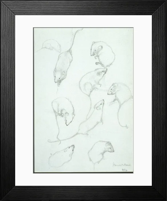 Framed Print : Micromys minutus, Eurasian harvest mouse Framed Print : Micromys minutus, Eurasian harvest mouse