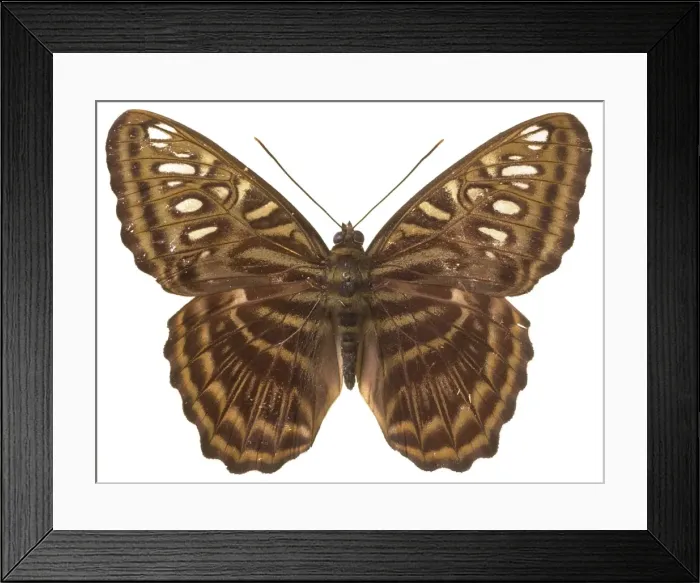 Framed Print : Parthenos sylvia thesaurus, clipper butterfly Framed Print : Parthenos sylvia thesaurus, clipper butterfly