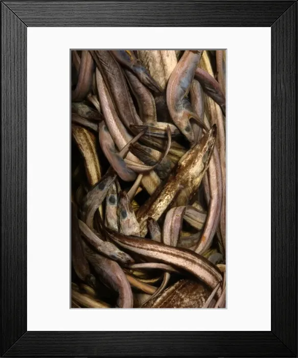 Framed Print : Synaphobranchus kaupi, arrowtooth eel Framed Print : Synaphobranchus kaupi, arrowtooth eel