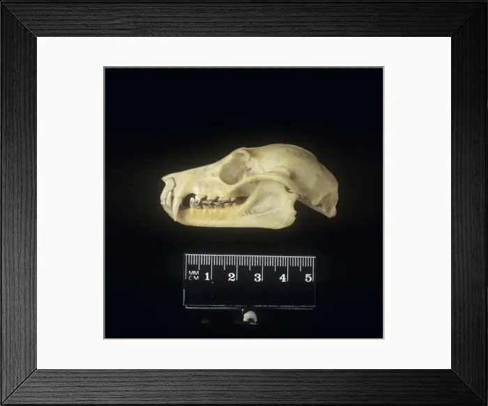 Framed Print : Pteropus poliocephalus, grey-headed flying fox Framed Print : Pteropus poliocephalus, grey-headed flying fox