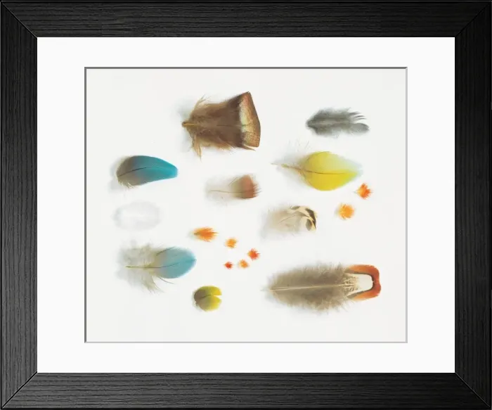 Framed Print : A collection of birds feathers Framed Print : A collection of birds feathers