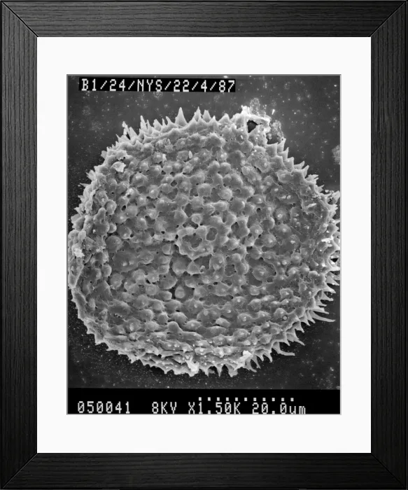 Framed Print : Lycopod. Scanning electron microscope (SEM) image of spores from a mid Devonian lycopod Framed Print : Lycopod. Scanning electron microscope (SEM) image of spores from a mid Devonian lycopod