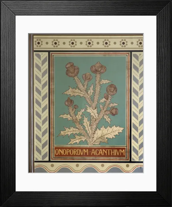 Framed Print : Onopordum acanthium, cotton thistle Framed Print : Onopordum acanthium, cotton thistle