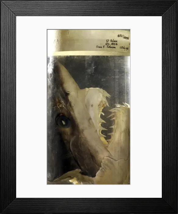 Framed Print : Isurus oxyrinchus, shortfin mako shark Framed Print : Isurus oxyrinchus, shortfin mako shark