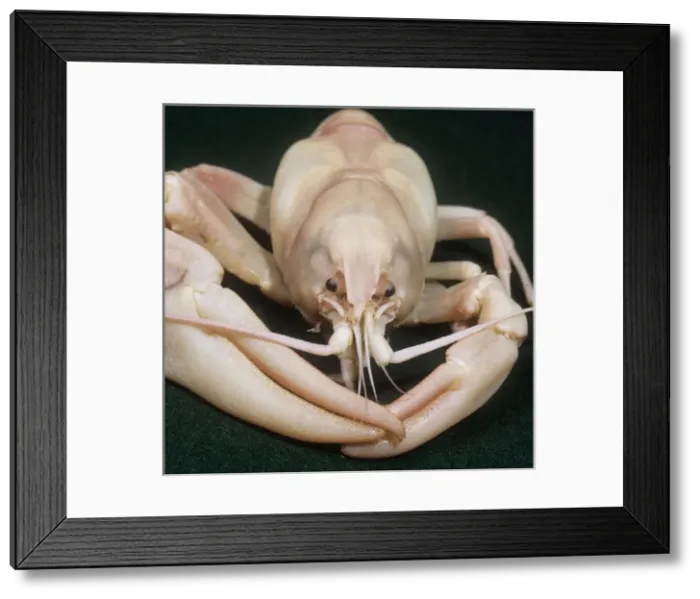 Framed Print : Pacifastacus leniusculus, signal crayfish Framed Print : Pacifastacus leniusculus, signal crayfish