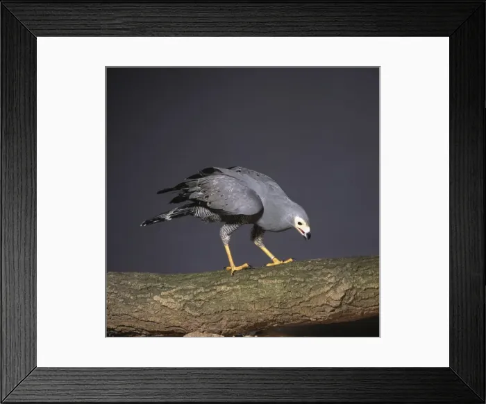 Framed Print : Polyboroides typus, African harrier-hawk Framed Print : Polyboroides typus, African harrier-hawk