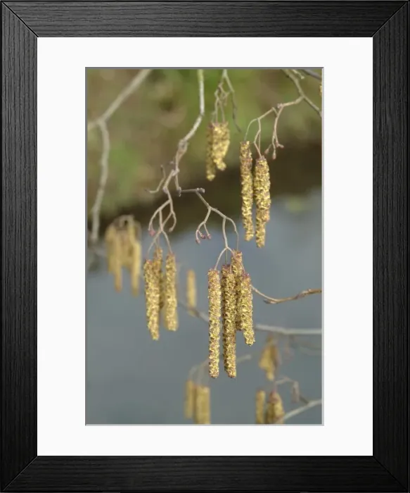 Framed Print : Alnus glutinosa catkin, alder catkin Framed Print : Alnus glutinosa catkin, alder catkin