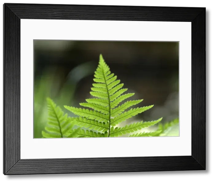 Framed Print : Leaf of fern in the Wildlife Garden Framed Print : Leaf of fern in the Wildlife Garden