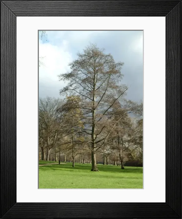 Framed Print : Alnus glutinosa, alder Framed Print : Alnus glutinosa, alder