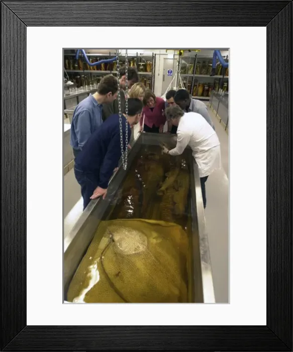 Framed Print : Visitors in the Tank Room in the Darwin Centre Framed Print : Visitors in the Tank Room in the Darwin Centre
