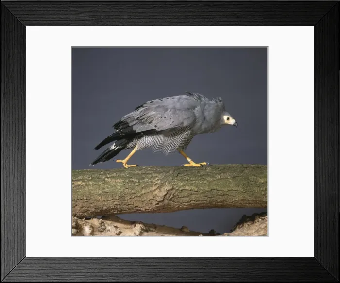 Framed Print : Polyboroides typus, African harrier-hawk Framed Print : Polyboroides typus, African harrier-hawk