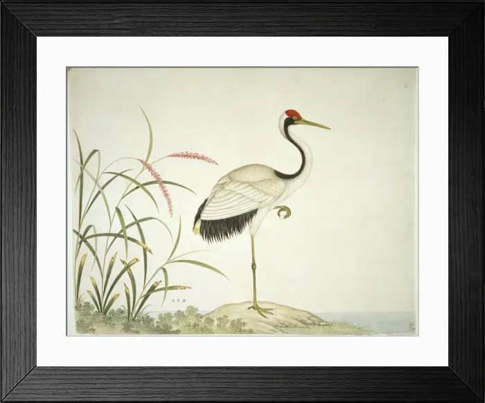 Framed Print : Grus japonensis, red-crowned crane Framed Print : Grus japonensis, red-crowned crane