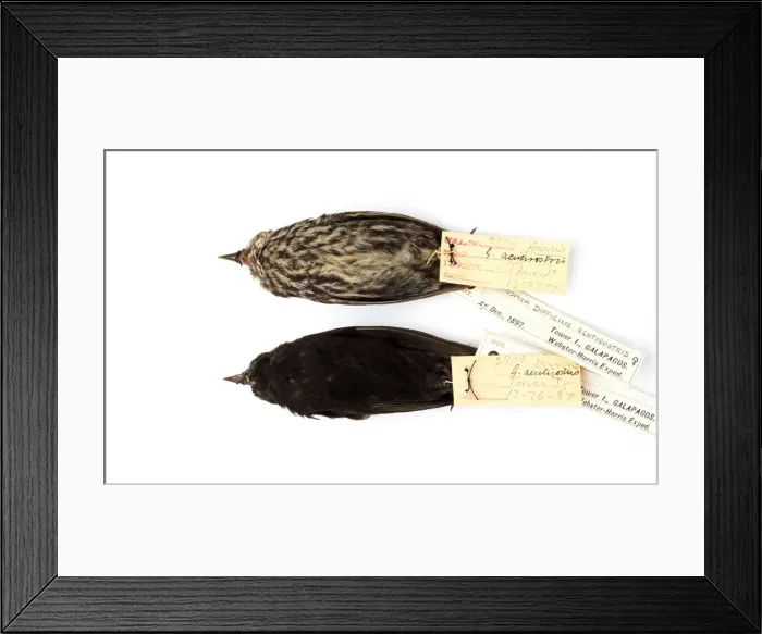 Framed Print : Geospiza difficilis, sharp-beaked ground finch Framed Print : Geospiza difficilis, sharp-beaked ground finch