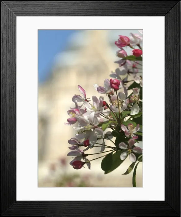 Framed Print : Malus sylvestris, crab apple Framed Print : Malus sylvestris, crab apple