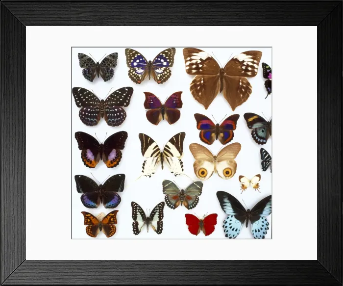Framed Print : Entomological specimens of Lepidoptera Framed Print : Entomological specimens of Lepidoptera