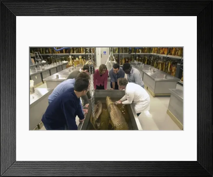 Framed Print : Visitors in the Tank Room in the Darwin Centre Framed Print : Visitors in the Tank Room in the Darwin Centre