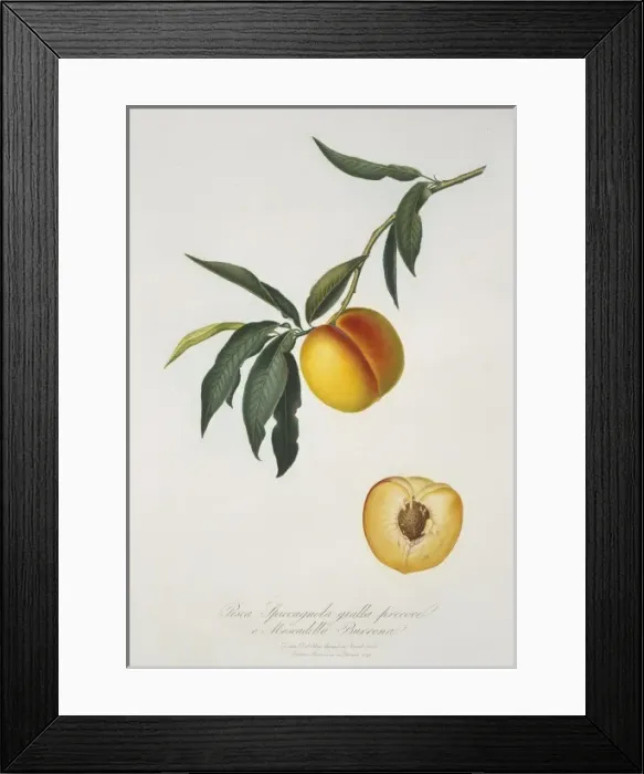 Framed Print : Prunus persica, peach Framed Print : Prunus persica, peach