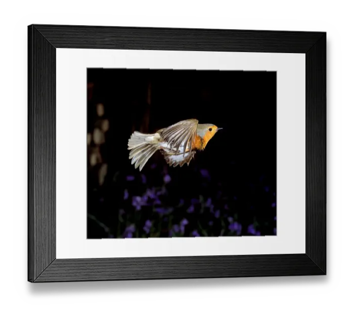 Framed Print : Erithacus rubecula, European robin Framed Print : Erithacus rubecula, European robin