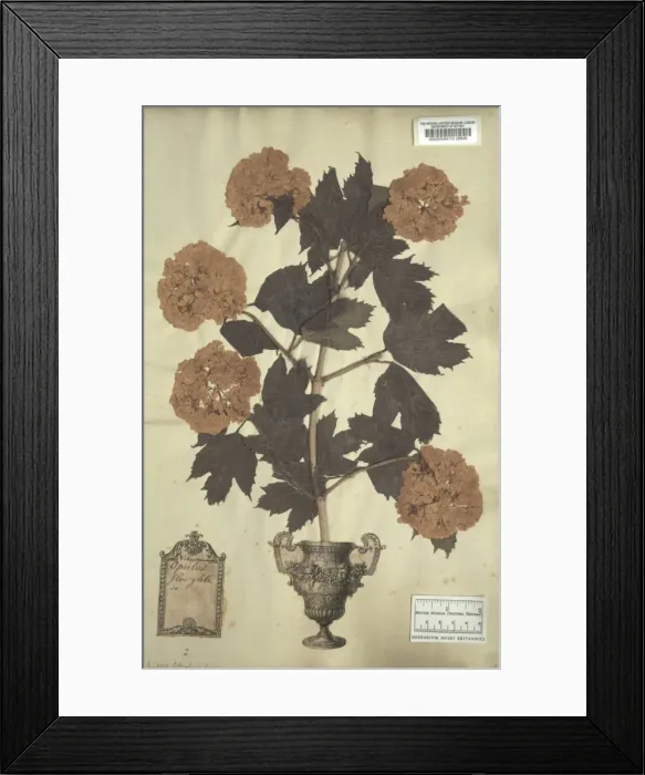 Framed Print : Viburnum opulus L. guelder rose Framed Print : Viburnum opulus L. guelder rose