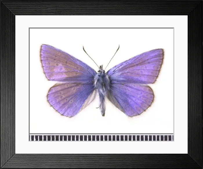 Framed Print : Polyommatus icarus, common blue Framed Print : Polyommatus icarus, common blue