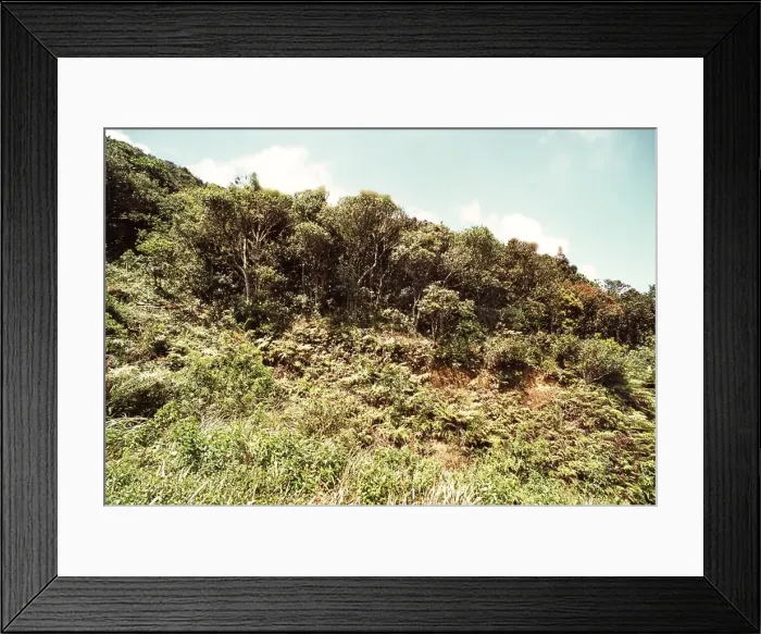 Framed Print : Montane rainforest, Sri Lanka Framed Print : Montane rainforest, Sri Lanka