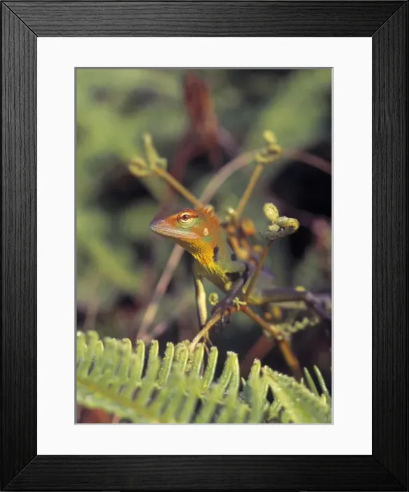 Framed Print : Calotes calotes, agamid lizard Framed Print : Calotes calotes, agamid lizard