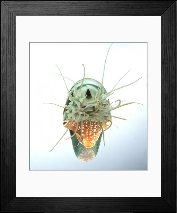 Framed Print : Nautilus pompilius, nautilus Framed Print : Nautilus pompilius, nautilus