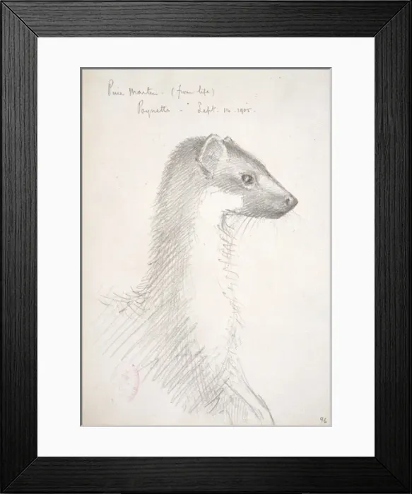 Framed Print : Martes martes, European pine marten Framed Print : Martes martes, European pine marten