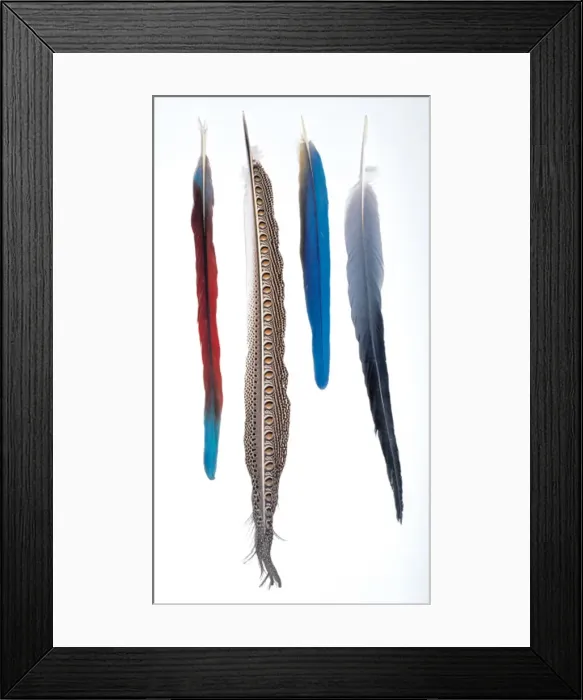 Framed Print : A collection of birds feathers Framed Print : A collection of birds feathers