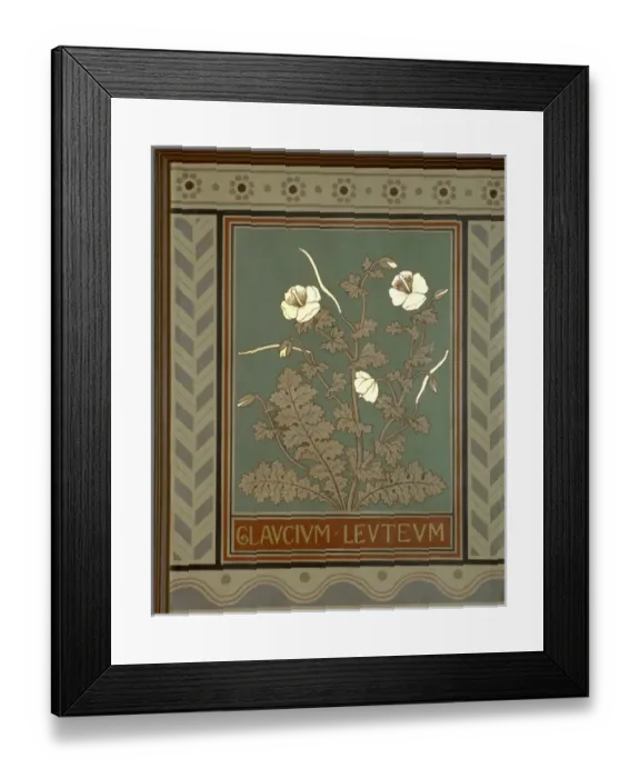 Framed Print : Glaucium leuteum, horned poppy Framed Print : Glaucium leuteum, horned poppy
