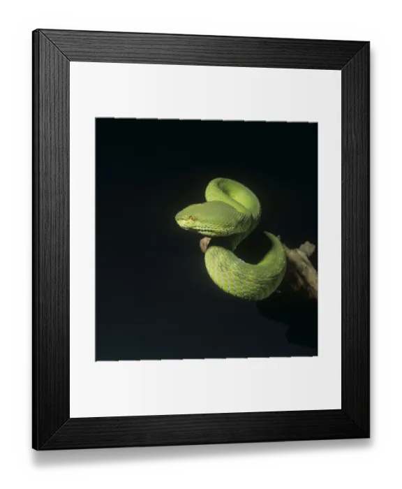 Framed Print : Trimeresurus albolabris, bamboo pit viper Framed Print : Trimeresurus albolabris, bamboo pit viper