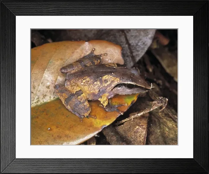 Framed Print : Frog. One of the 140 frog species known from the island of Sri Lanka Framed Print : Frog. One of the 140 frog species known from the island of Sri Lanka