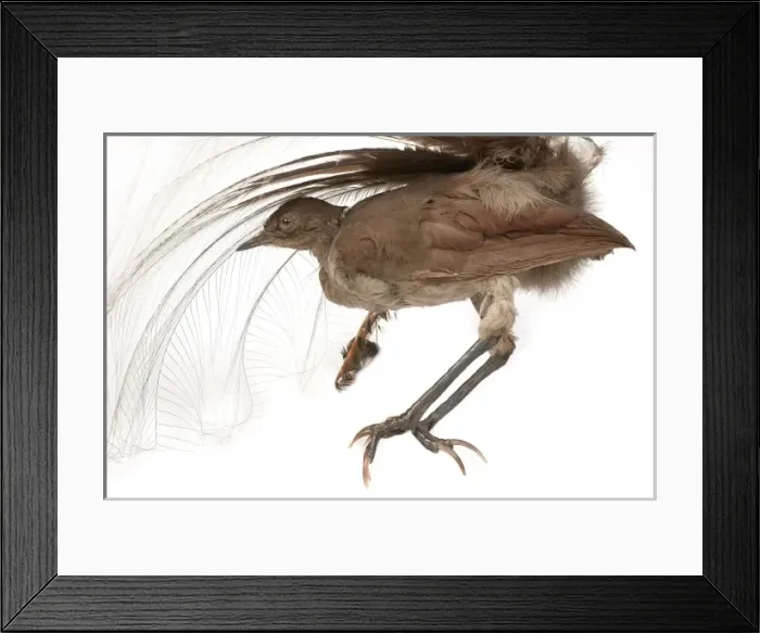 Framed Print : Menura novaehollandiae, superb lyrebird Framed Print : Menura novaehollandiae, superb lyrebird