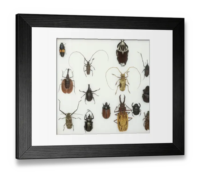 Framed Print : Various beetle specimens Framed Print : Various beetle specimens