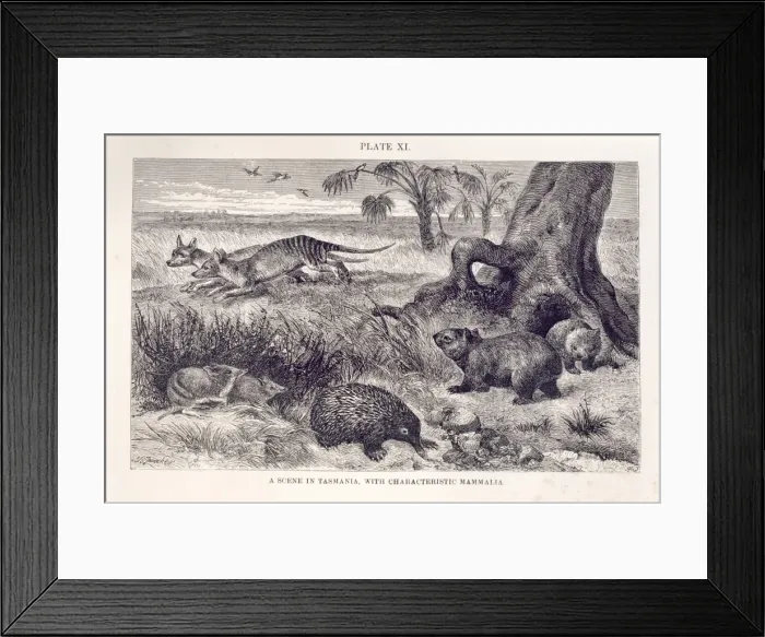 Framed Print : Mammalia (class), mammals Framed Print : Mammalia (class), mammals