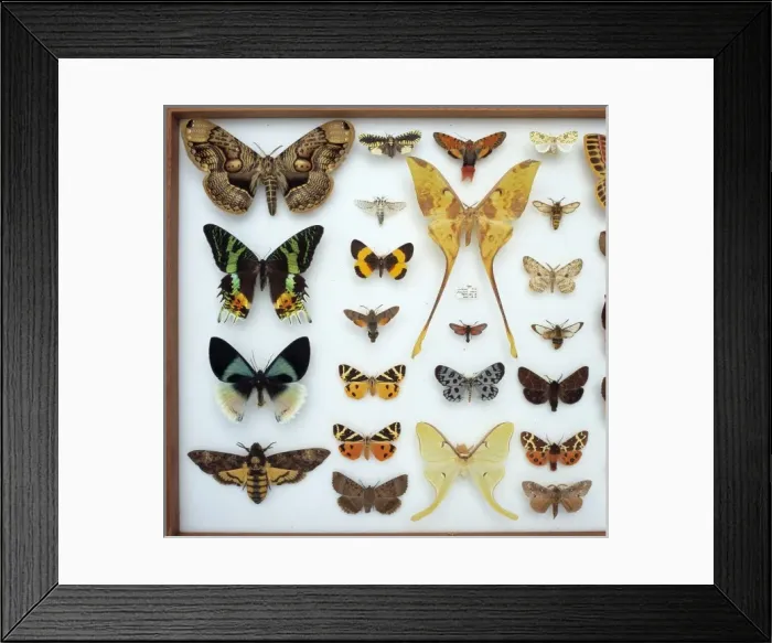 Framed Print : Entomological specimens of Lepidoptera Framed Print : Entomological specimens of Lepidoptera