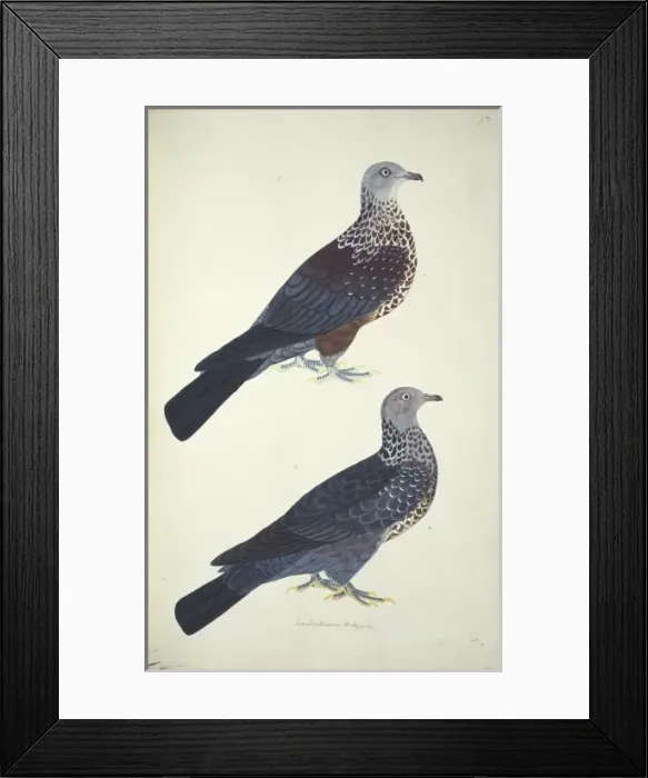 Framed Print : Columba hodgsonii, speckled woodpigeon Framed Print : Columba hodgsonii, speckled woodpigeon