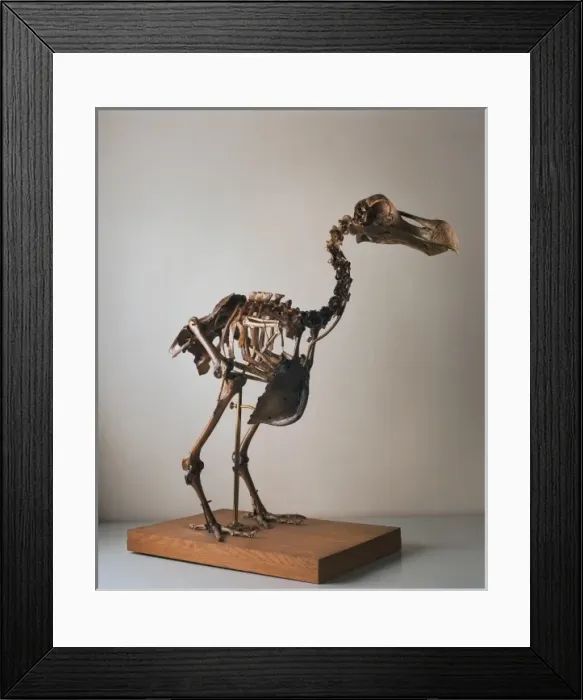 Framed Print : Raphus cucullatus, dodo Framed Print : Raphus cucullatus, dodo