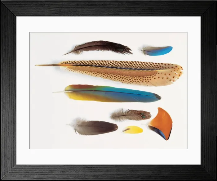 Framed Print : A collection of birds feathers Framed Print : A collection of birds feathers
