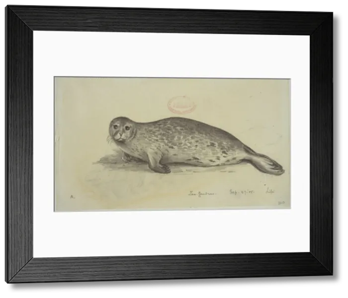 Framed Print : Phoca vitulina, harbour seal Framed Print : Phoca vitulina, harbour seal