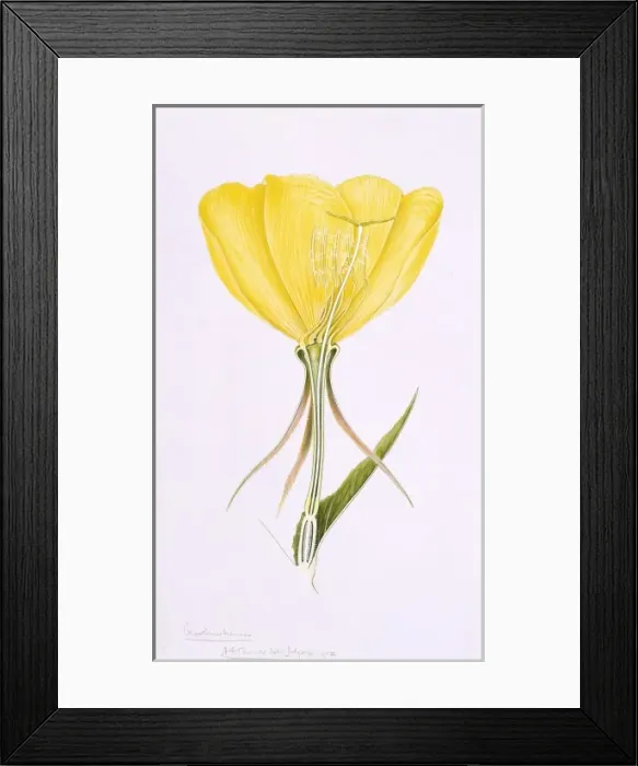 Framed Print : Oenothera erythrosepala, evening primrose Framed Print : Oenothera erythrosepala, evening primrose