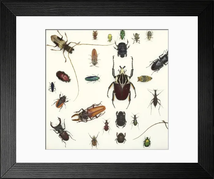 Framed Print : Various beetle specimens Framed Print : Various beetle specimens