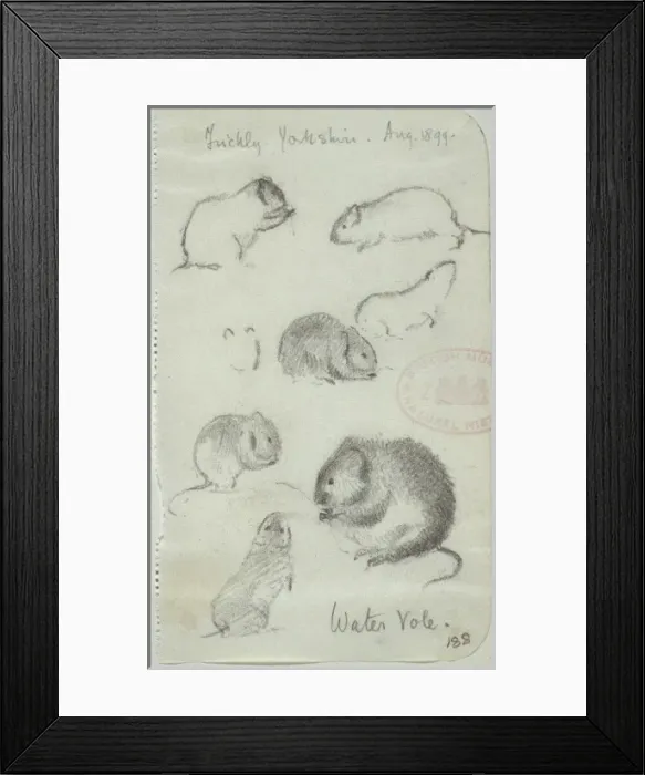 Framed Print : Arvicola terrestris, European water vole Framed Print : Arvicola terrestris, European water vole