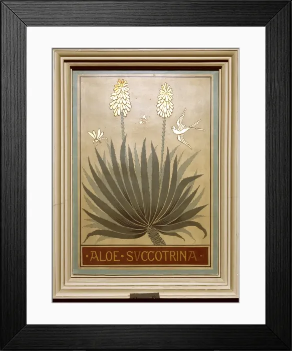 Framed Print : Aloe succotrina, fynbos aloe